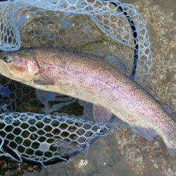久しぶりのイトウ ～フィッシングパーク高島…